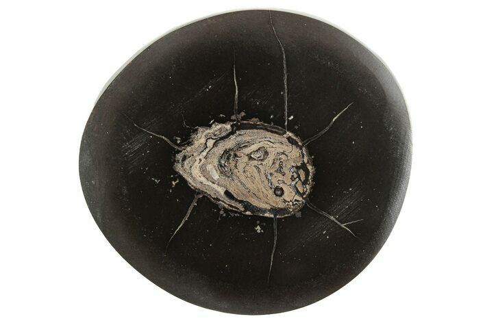 Polished Fish Coprolite (Fossil Poo) Nodule Half - Scotland #242054